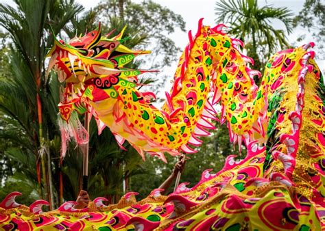 Roar Some Facts About Lion Dance And Dragon Dance