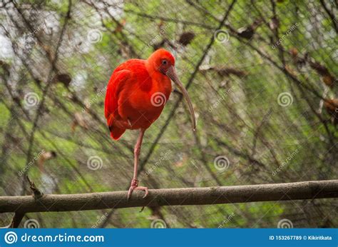 Eudocimus Ruber / Scarlet Ibis Stock Image - Image of country ...