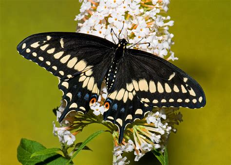 Eastern Black Swallowtail Butterfly Photograph By Millard H Sharp