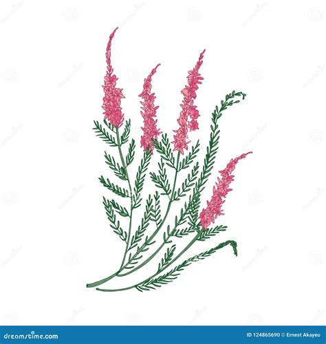 Heather Or Ling Tender Flower Hand Drawn On White Background Detailed