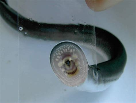 micro post river lamprey myrokan