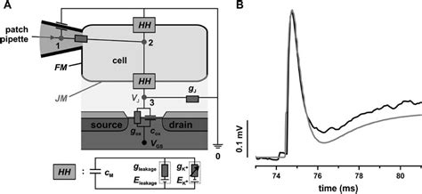 Cell Transistor Coupling Investigation Of Potassium Currents Recorded