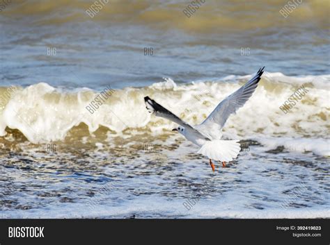 Seagull Flying Over Image Photo Free Trial Bigstock