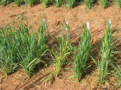 Parcelas De Campo Para Avalia O Da Rea O De Cultivares De Trigo Ao