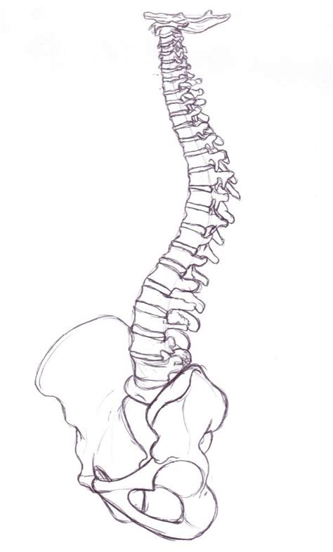 Claire Lordon Design Spine And Pelvis Drawing In 2022 Spine Drawing