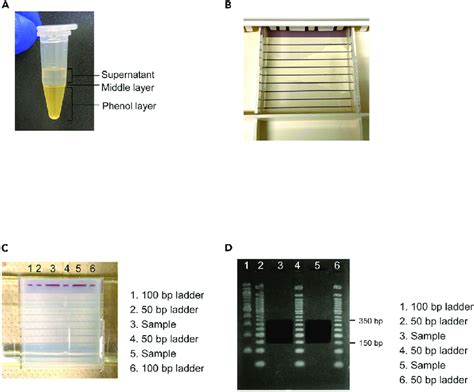 Fragment Size Selection By Agarose Gel Electrophoresis A A Sample