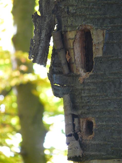 Wie Anreize für mehr Biodiversität im Wald schaffen Naturpark Gantrisch