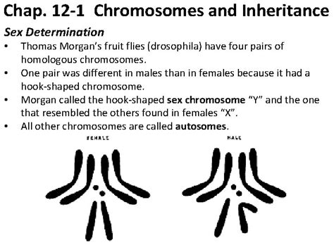 Chap Chromosomes And Inheritance Sex Determination