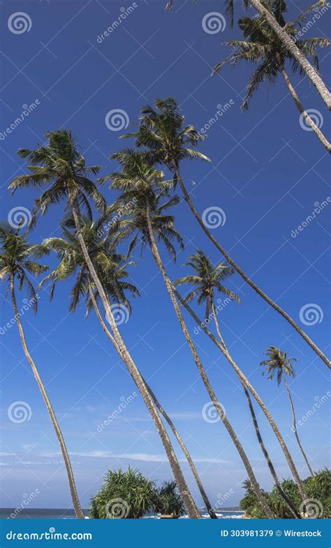 Vertical Of Palm Trees On The Beach Against The Blue Sky Stock Image