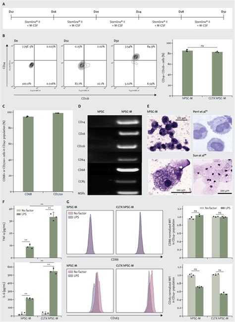 Generation Of Chimeric Antigen Receptor Macrophages From Human