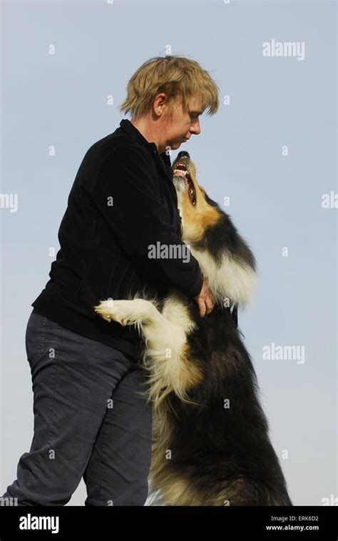 Long haired collie hi-res stock photography and images - Alamy