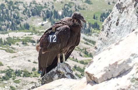 Rare California Condor Flies 500 Miles To Wyoming Then Dies