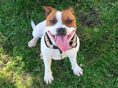 À Vendre 1 Chienne Staffordshire Bull Terrier Feu Et Blanc Lof