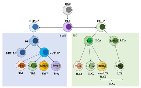 Ijms Free Full Text Innate Lymphoid Cells And Intestinal