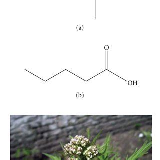 (a) Structure of Valproic acid, (b) structure of valeric acid, (c ...