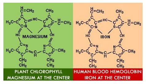 Chlorophylle A Et B Diff Rence