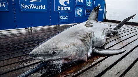 2 Great White Sharks Tracked To Sc Coast