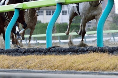 【京都新聞杯2024予想】最終追い切り・調教内容が高評価の馬トップ3は？ 競馬ヘッドライン