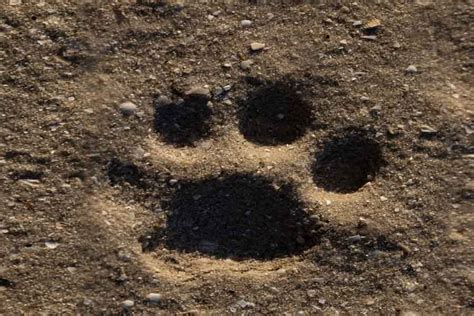 What Do Bobcat Prints Look Like? (Paw, Claw, & Tracks Facts)