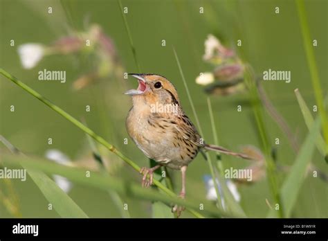 Le Conte S Sparrow Ammodramus Leconteii Stock Photo Alamy