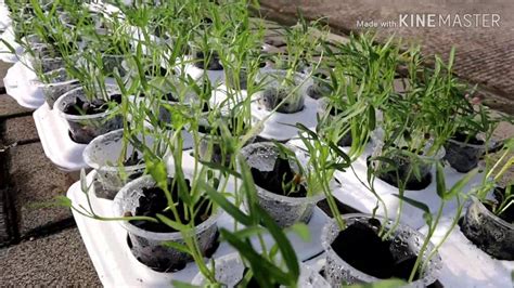 Cara Menanam Kangkung Dengan Aquaponik How To Grow Water Spinach