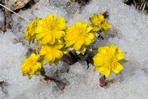 福寿草フクジュソウの花言葉｜花の種類や季節は？別名は元日草？ Horti 〜ホルティ〜 By Greensnap