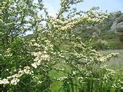 Category Serra da Enciña da Lastra Natural Park Wikimedia Commons