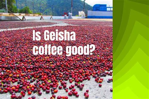 Geisha Delight: The Delicate Aromas and Tastes of Panama's Finest Coffee