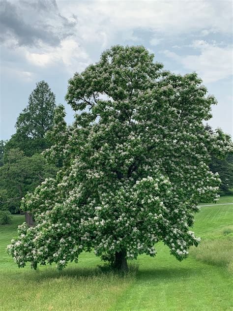 Catalpa Bignonioides Trees And Shrubs Online