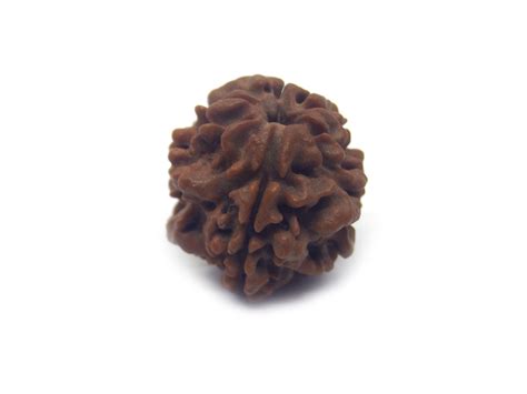 Mukhi Rudraksha Round Nepali Lab Certified Himalaya Rudraksha Kendra