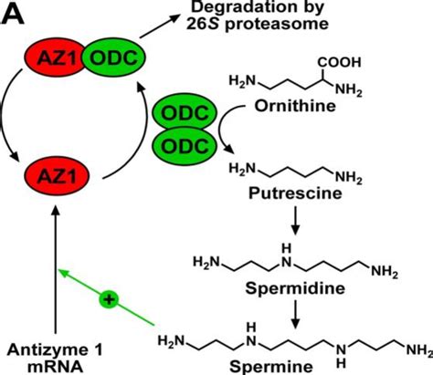 Figure 1 From Analysis Of The Ornithine Decarboxylase Antizyme RNA