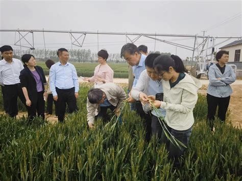 植保所专家深入一线指导小麦重大病虫害防控助力夏粮丰收 中国农业科学院植物保护研究所