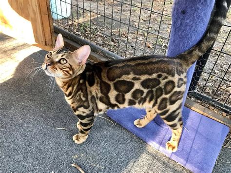 Buy Bengal Cat From Wild And Sweet Wild And Sweet Bengals