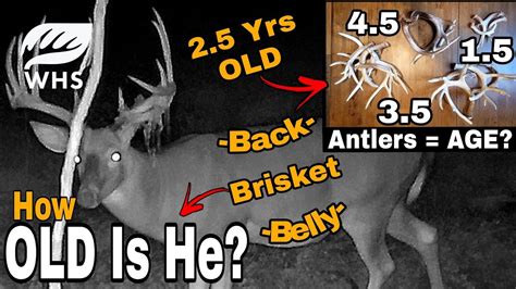 How To Age A Whitetail Buck Youtube