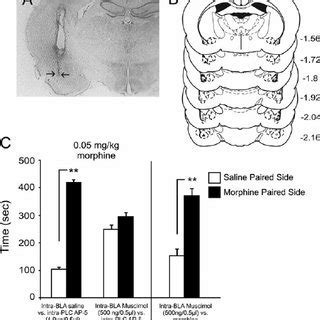 Histological Analysis Of Intra Bla Cannulae Placements And The Effects