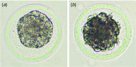 Morphology Of Bovine Embryos Morula Stage Collected In Vivo 6 Days