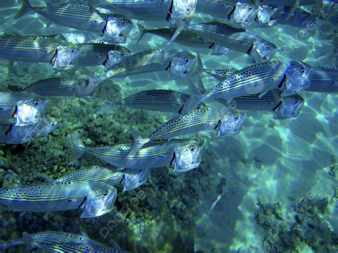 Fondo Frenes De Alimentaci N Una Mirada De Cerca A Un Banco De Peces