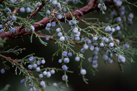 Health Benefits Of Juniper Berries - Klarity Health Library