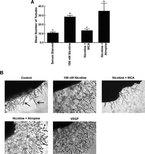 The Proangiogenic Effect Of Nicotine Was Mediated By Nachrs On Hrmecs