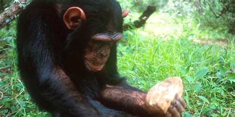 Bbc Earth Chimpanzees And Monkeys Have Entered The Stone Age