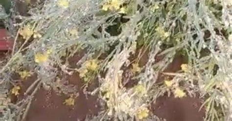 Video Frost On Crops Ice In Pipes As Temperature Drops Below Freezing