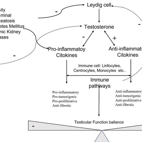 Molecular Pathways Involved In Testicular Function Download