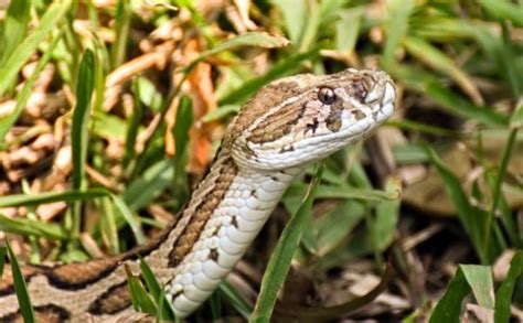 TOP 30 Des Serpents Les Plus VENIMEUX Du MONDE Continent Par Continent