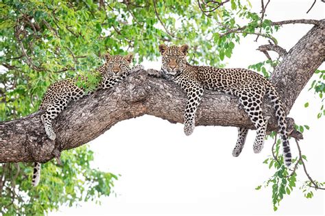 Two Leopard Cubs Panthera Pardus Lie License Image