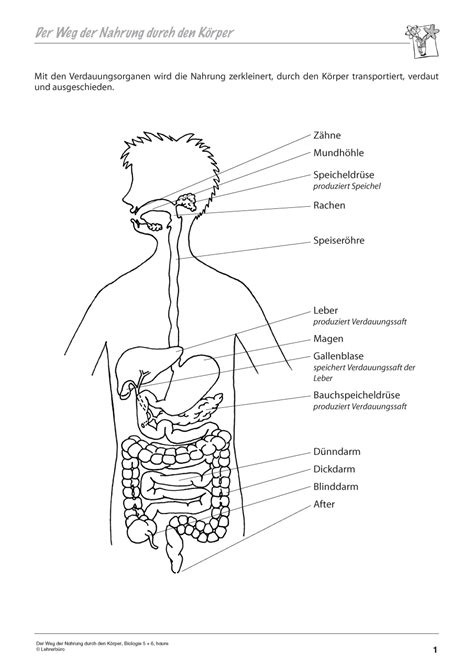 Arbeitsblatt Biologie Der Menschliche Körper Arbeitsblätter