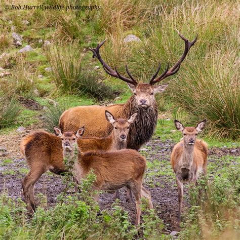 Red Deer Galloway Forest Scotland Bob Hurrell Wildlife Flickr