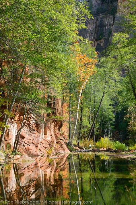 West Fork Of Oak Creek Trail Photos By Ron Niebrugge