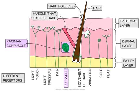 The Pacinian Corpuscle Aqa A Level Biology Revision Notes