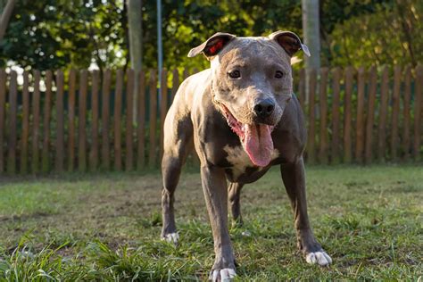 A List Of 7 Reputable Blue Nose Pitbull Breeders