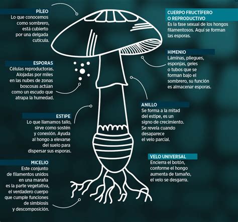 Es tiempo de hongos Conoce más sobre el reino fungi